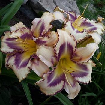 Лилейник Hemerocallis ‘Destined To See’